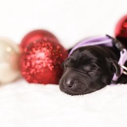 Labrador Retriever Puppies from AGL Retrievers