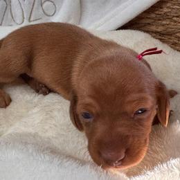 Cherry - Sable female Dachshund puppy in Wallingford, Kentucky from Hensley Homestead Dachshunds