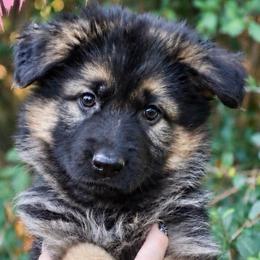 Ava Grace - Black and red female German Shepherd puppy in Canton, Texas from WILDWOOD GERMAN SHEPHERDS
