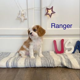 Cavalier King Charles Spaniel Puppies from Parks Cavaliers