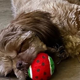 Shih Tzus from Shihtzucircusaz