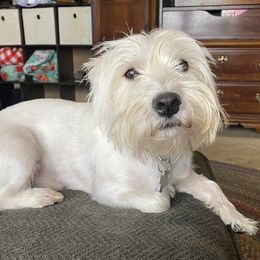 Finlay - West Highland White Terrier