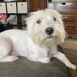 Finlay - West Highland White Terrier