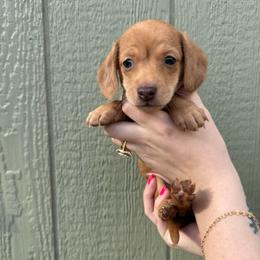 Ana - Dapple female Dachshund puppy in Pontotoc, Mississippi from Toddy Kennels