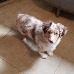 Reba - Miniature Australian Shepherd