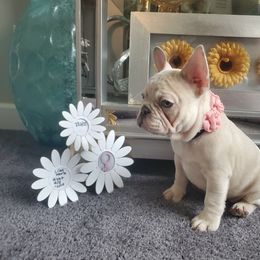French Bulldog Puppies from Real Dream Productions