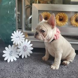 French Bulldog Puppies from Real Dream Productions