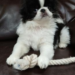 Cam - male Japanese Chin puppy in Salem, Oregon from Chinnychinchinofsalem