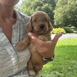 Emerald - Apricot female Goldendoodle puppy in Shippensburg, Pennsylvania from Diller Doodle Pups