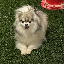 Pomsky and Toy Shetland Sheepdog Puppies from Lone Star Sheltie