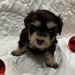 Ressy-Red collar - Liver female Miniature Schnauzer puppy in Stevenson, Alabama from Joyce's Miniature Schnauzers