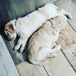 Double Doodle, Goldendoodle, and Labradoodle Puppies from The Doodle Ranch-California