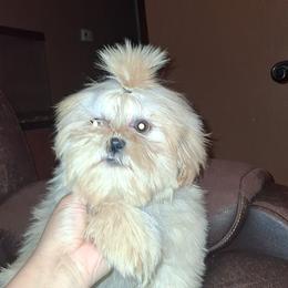 River - Cream and white male Shih Tzu puppy in Birmingham, Alabama from K&D kennels