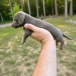 Trooper AKC 2800 - Fawn (isabella) and tan male Dachshund puppy in Indian Trail, North Carolina from Hilda’s Teenie Weenies