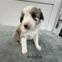 Lil' Darlin' - Blue merle female Miniature Australian Shepherd puppy in Mt Juliet, Tennessee from J&J Harmony Acres