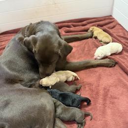 Labrador Retriever Puppies from Knotty Creek Labradors