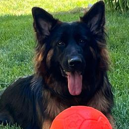 Trulie - German Shepherd