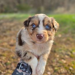 Meerkat - Red merle female Australian Shepherd puppy in London, Kentucky from Kenmont Kennels