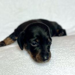 Girl 3 - Black and tan female Dachshund puppy in Hollidaysburg, Pennsylvania from Weenie Bros
