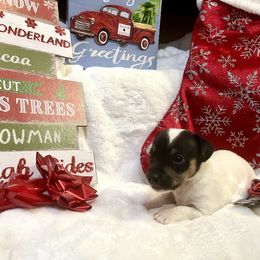 Border Collie and Jack Russell Terrier Puppies from CP FARMS BORDER COLLIES N JACKS CORP