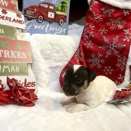 Border Collie and Jack Russell Terrier Puppies from CP FARMS BORDER COLLIES N JACKS CORP