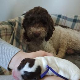 TBD - Chocolate female Australian Labradoodle puppy in Atascadero, California from Classic Poodles and Doodles