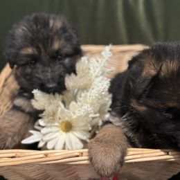 German Shepherd Puppies from Von Kingsburg Shepherds