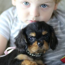 Cavalier King Charles Spaniel Puppies from Applewood Cavaliers