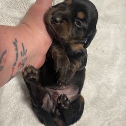 Bonnie - Black and tan female Dachshund puppy in Gainesville, Georgia from Emory Farms