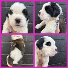 Dark pink - Mahogany and white female Saint Bernard puppy in Ladysmith, Wisconsin from Northwoods Saint Bernards