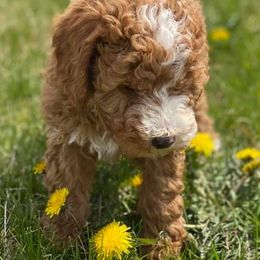 Bernedoodle and Goldendoodle Puppies from TurkeyCreek Doodles