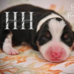 Black Tri Fluff Girl 1 - Tail - Black and tan female Pembroke Welsh Corgi puppy in Locust Grove, Oklahoma from Hidden Hillsides Corgis