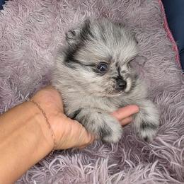 Halo - Blue merle female Pomeranian puppy in Smithville, Texas from Lafary Poms