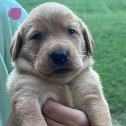 Pink collar female - Yellow female Labrador Retriever puppy in Stokesdale, North Carolina from Belews Creek Gundogs