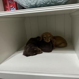 Dachshund Puppies from Johnson’s Weiner Farm