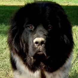 Newfoundlands from Gar Creek Farms