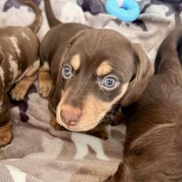 Dachshund Puppies from Silver Sage Dachshunds