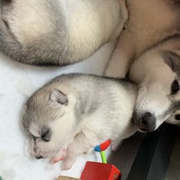 Siberian Husky Puppies from Sassenach Siberians