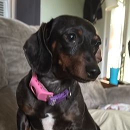 Tilly - Dachshund