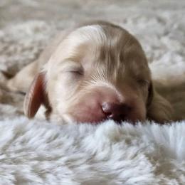 Boy 3 - Cream male Dachshund puppy in Pasco, Washington from Loyal Lil Dachshunds