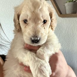 Boy 2 - male Goldendoodle puppy in El Cajon, California from Pacific Coast Goldendoodles