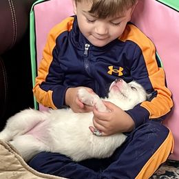 Siberian Husky Puppies from Pride Rock Siberians