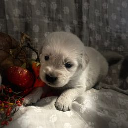 Mr Grey - Light golden male Golden Retriever puppy in Perkasie, Pennsylvania from Winterview Golden Retrievers