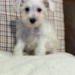 Miniature Schnauzer Puppies from I & J Miniature Schnauzers