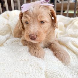 Purple collar - Cream female Goldendoodle puppy in San Antonio, Texas from Pasatiempo Ranch