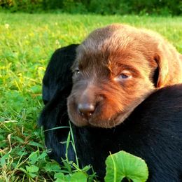 Labrador Retriever Puppies from Cove Labradors