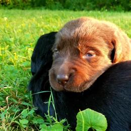 Labrador Retriever Puppies from Cove Labradors