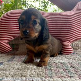 Shaded Red Male - Red male Dachshund puppy in Ozark, Alabama from Honey Hill Dachshunds