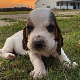 Teal - Black brown and white female Basset Hound puppy in Douglas, Georgia from Huffer Hounds and Havanese