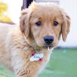 Golden Retrievers from Gradient Golden Retrievers
